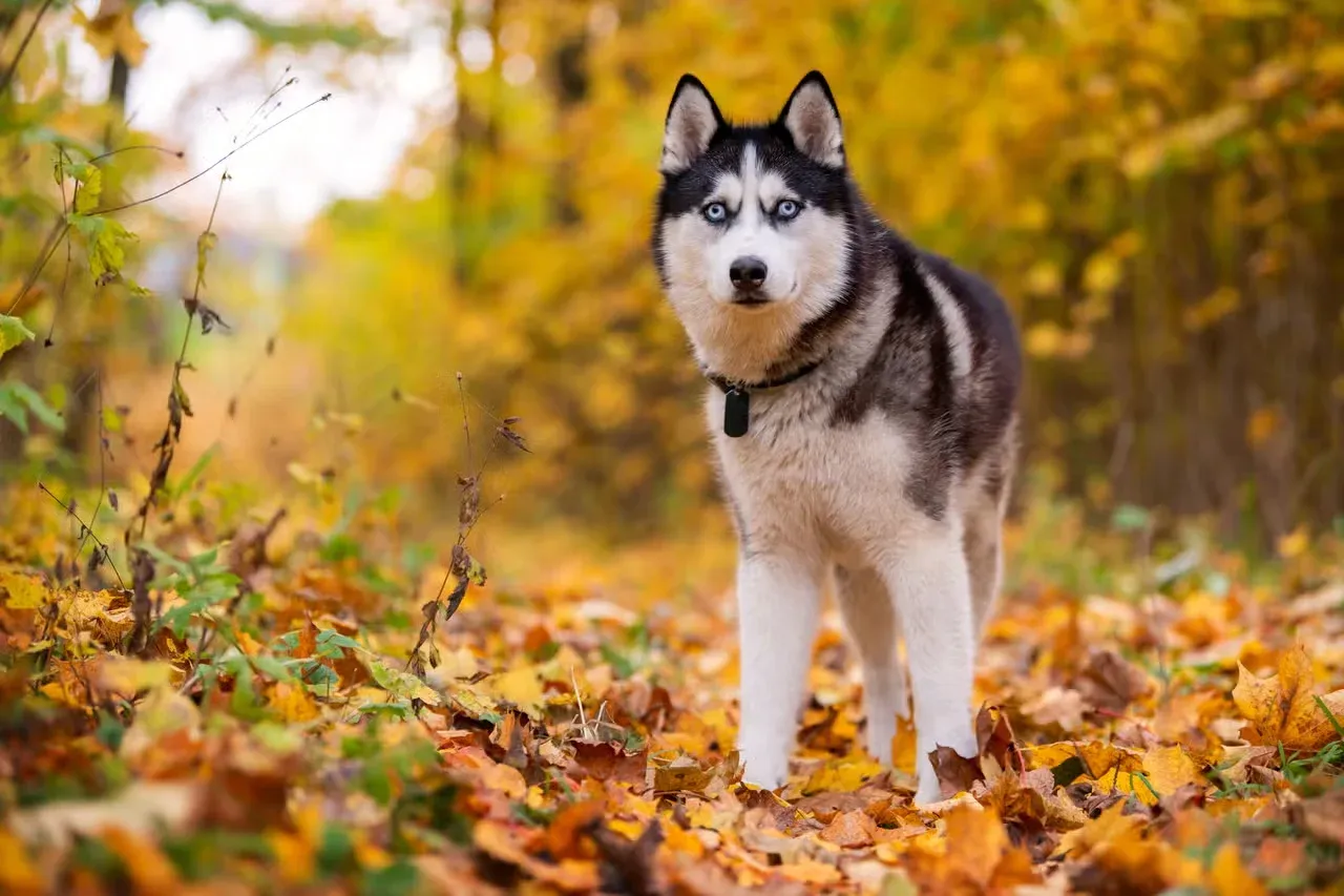 A blue-eyed Husky standing in an autumn forest.