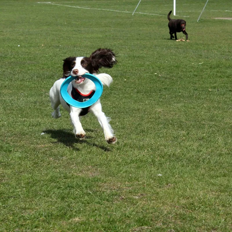 The Hidden Risks of Playing Fetch With Your Dog