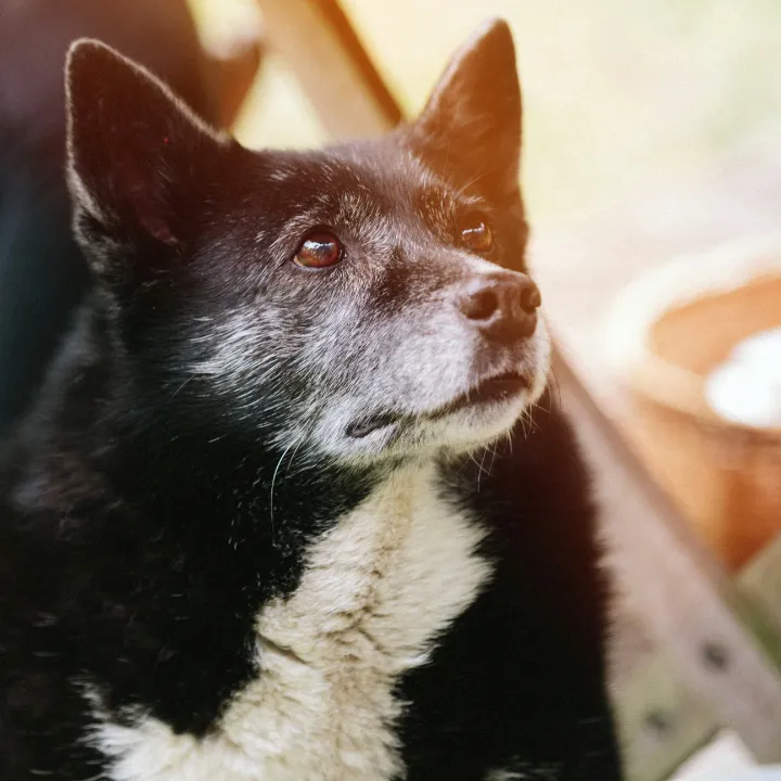 Osteosarcoma Metastasis to the Intestine in Dogs: What Owners Should Know