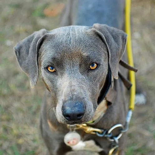 Getting to Know the Lacy Dog: A Texas Original