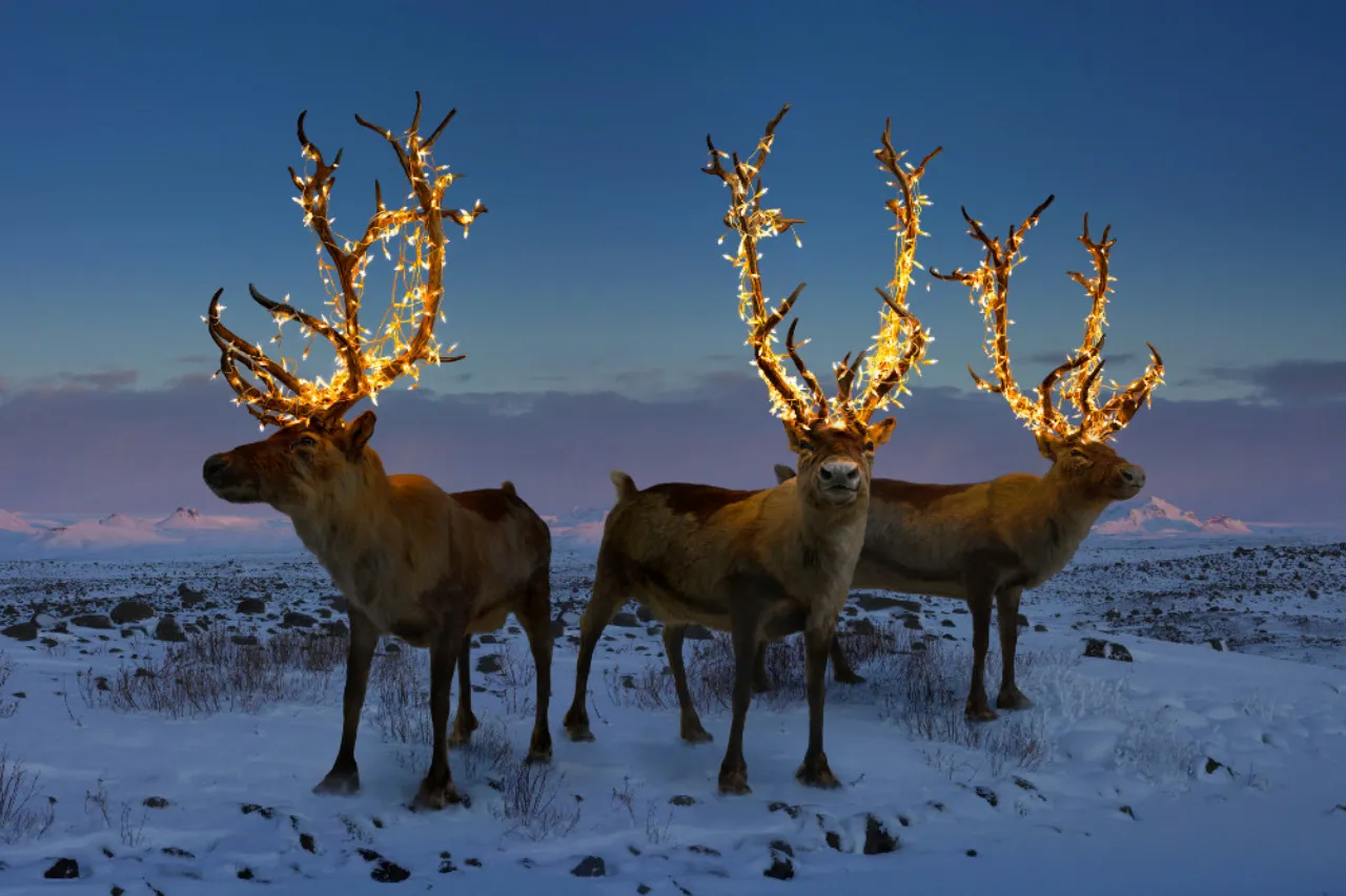 Three reindeer with lights on their antlers looking magical.