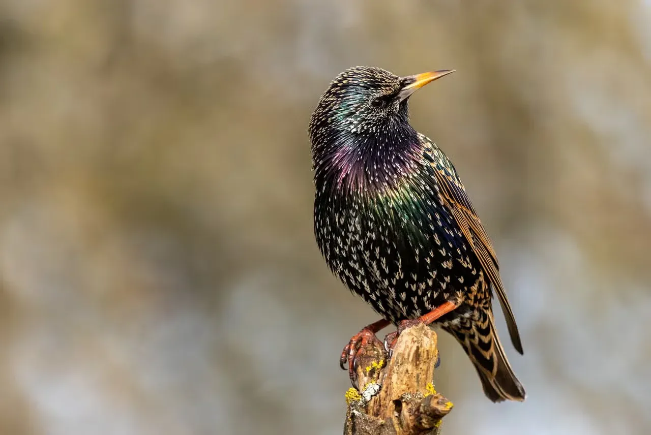 A European Starling perched on a branch listening to another bird talk.