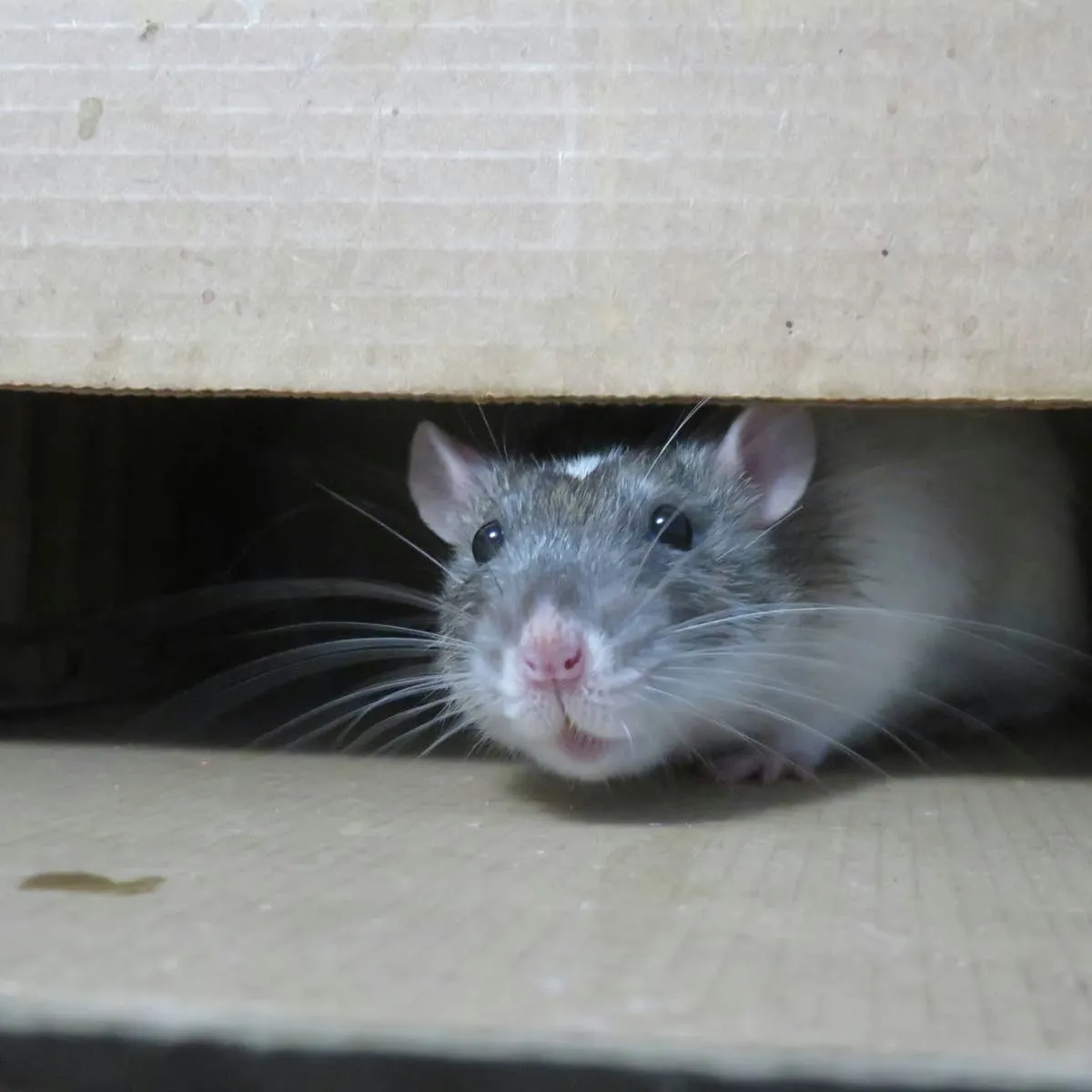 How Selective Breeding Turned Rats into a Multitude of Varieties
