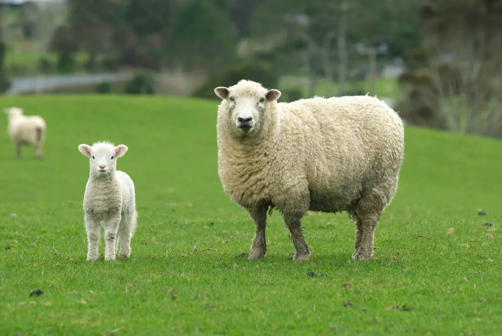 A female sheep walking outside with her baby.