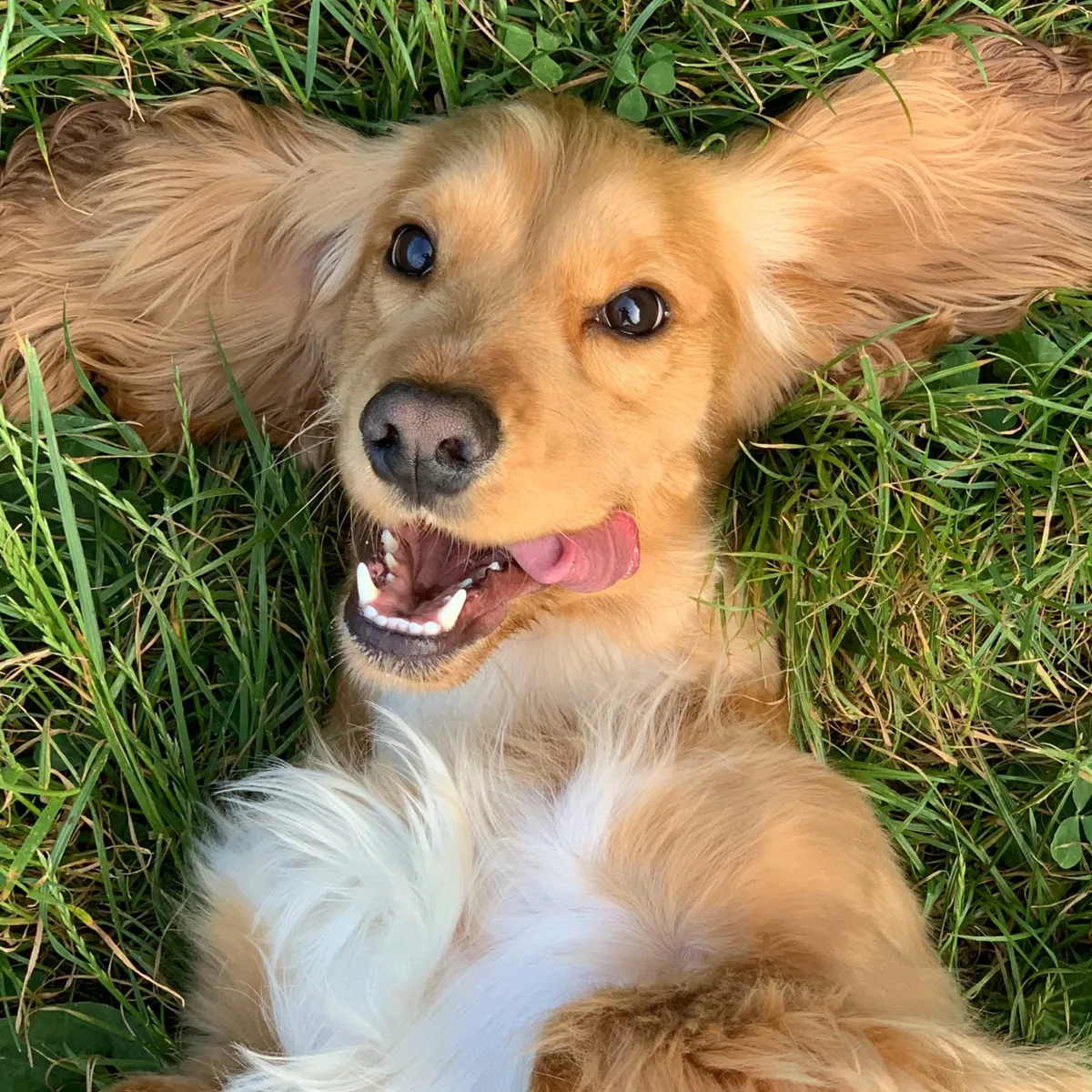 Rethinking Canine Heartworm Testing: Why Annual Screening May Be Unnecessary for Dogs on Preventatives