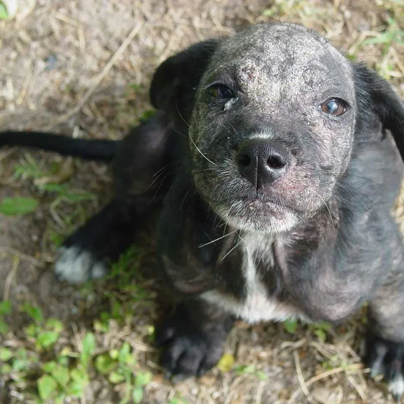 Managing Dog Mange at Home: What Works and What to Avoid