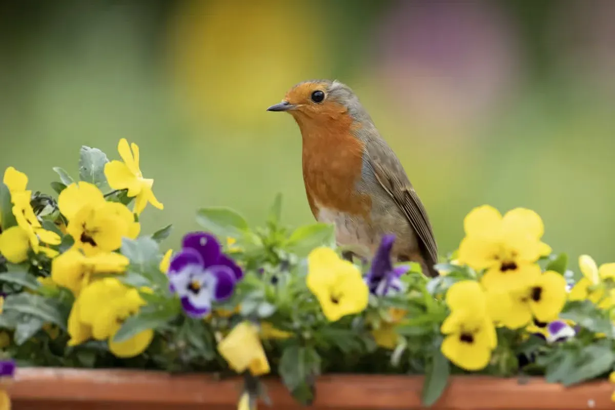 A robin is one of the most recognizable backyard birds.