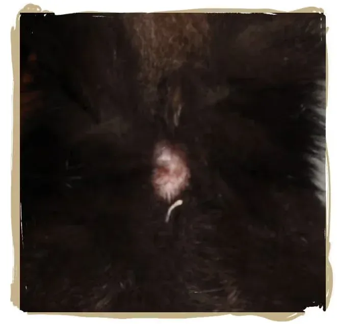 Tapeworm near kitty's behind