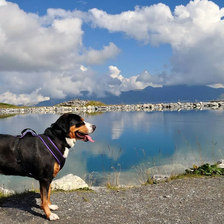 Greater Swiss Mountain Dog: A Powerful, Adaptable, and Devoted Companion