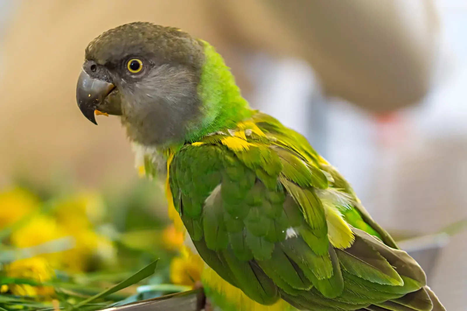 A cute Senegal parrot taking a break from talking.