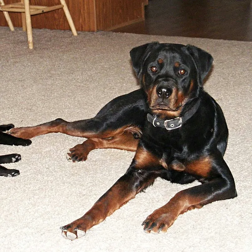 When a Dog Kills a Cat: Understanding Predatory Drive and What to Do Next