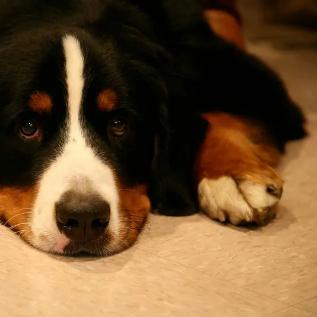 Recognizing and Managing Canine Intussusception: A Complete Overview