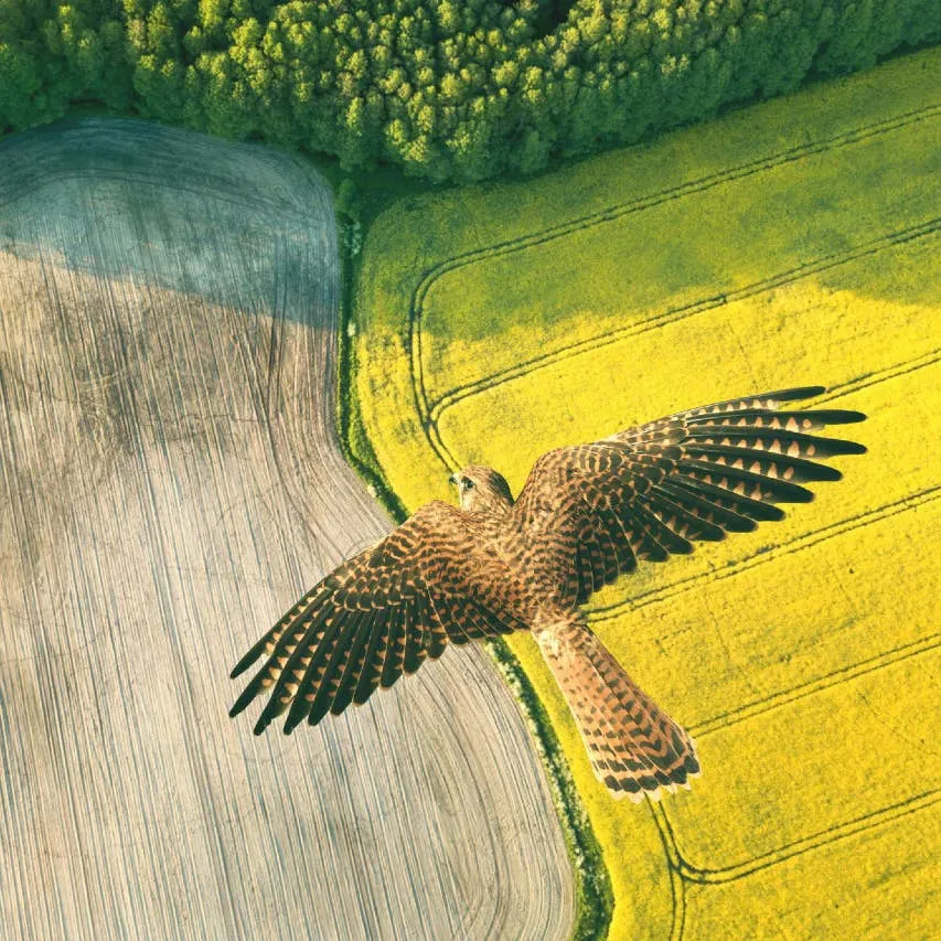 What Experts Say About Hawks Repeatedly Circling Your Home