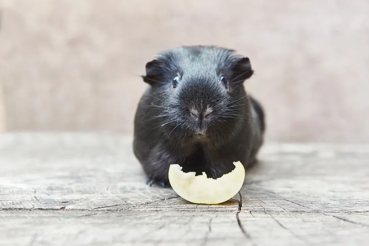 A black guinea pig eating an apple.