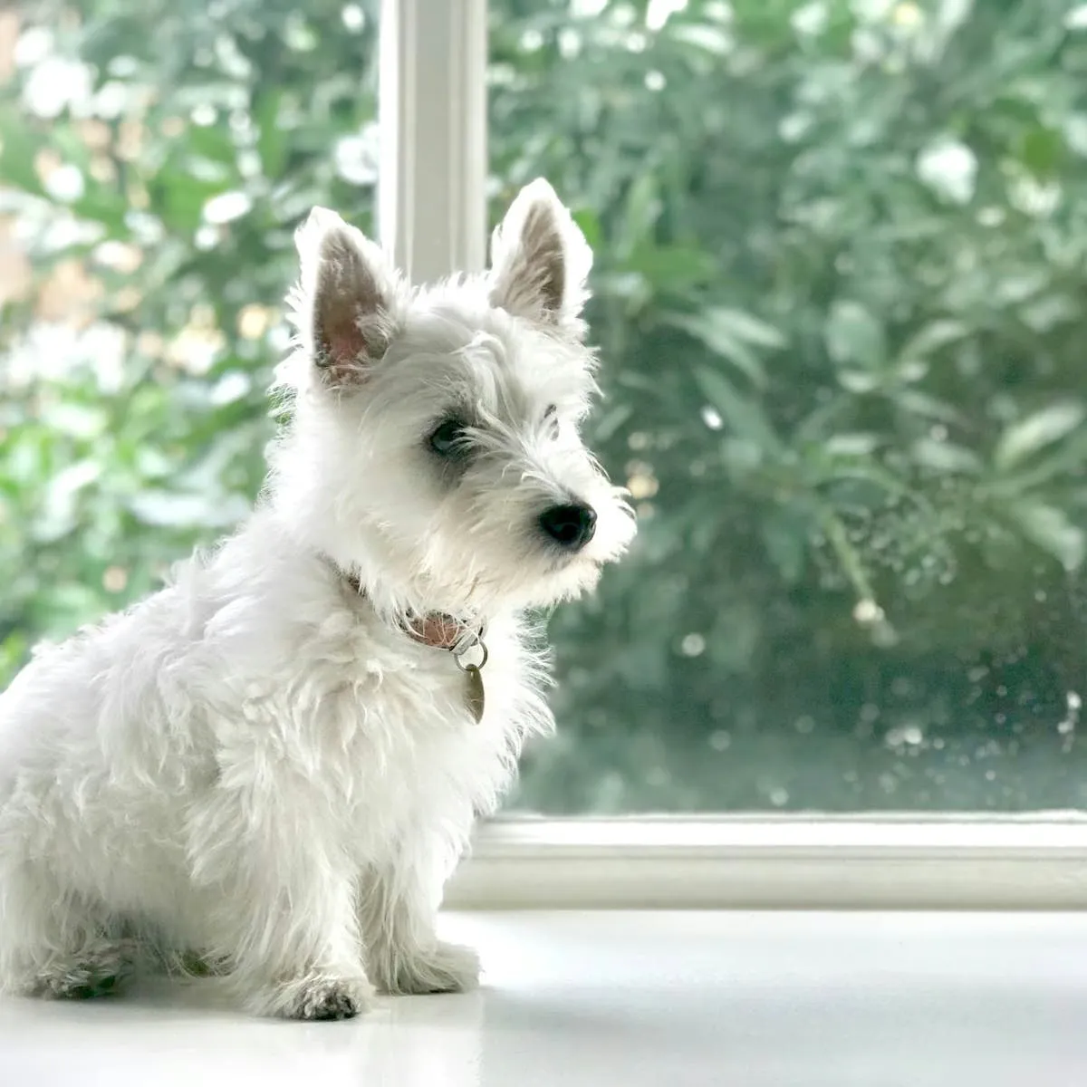 Taming the Terrier: Effective Strategies to Curb Destructive Chewing