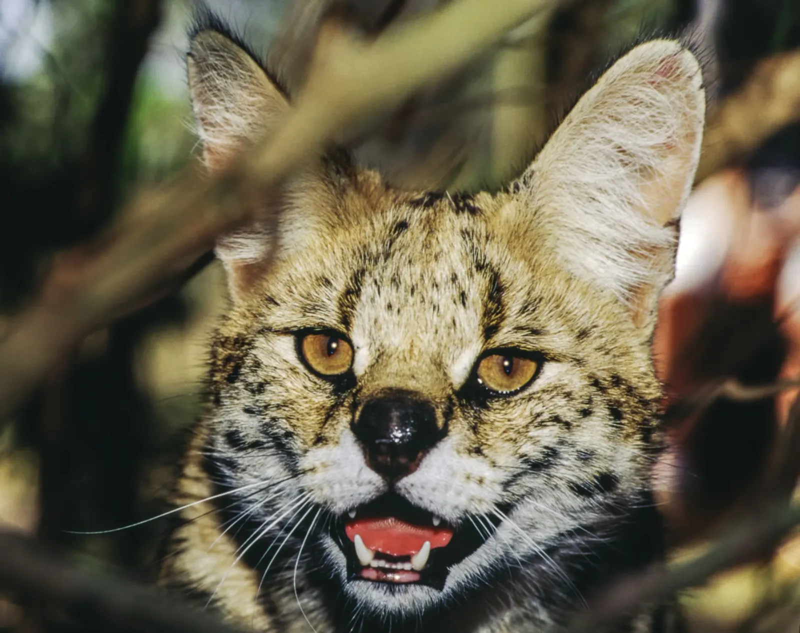 Bobcat close up