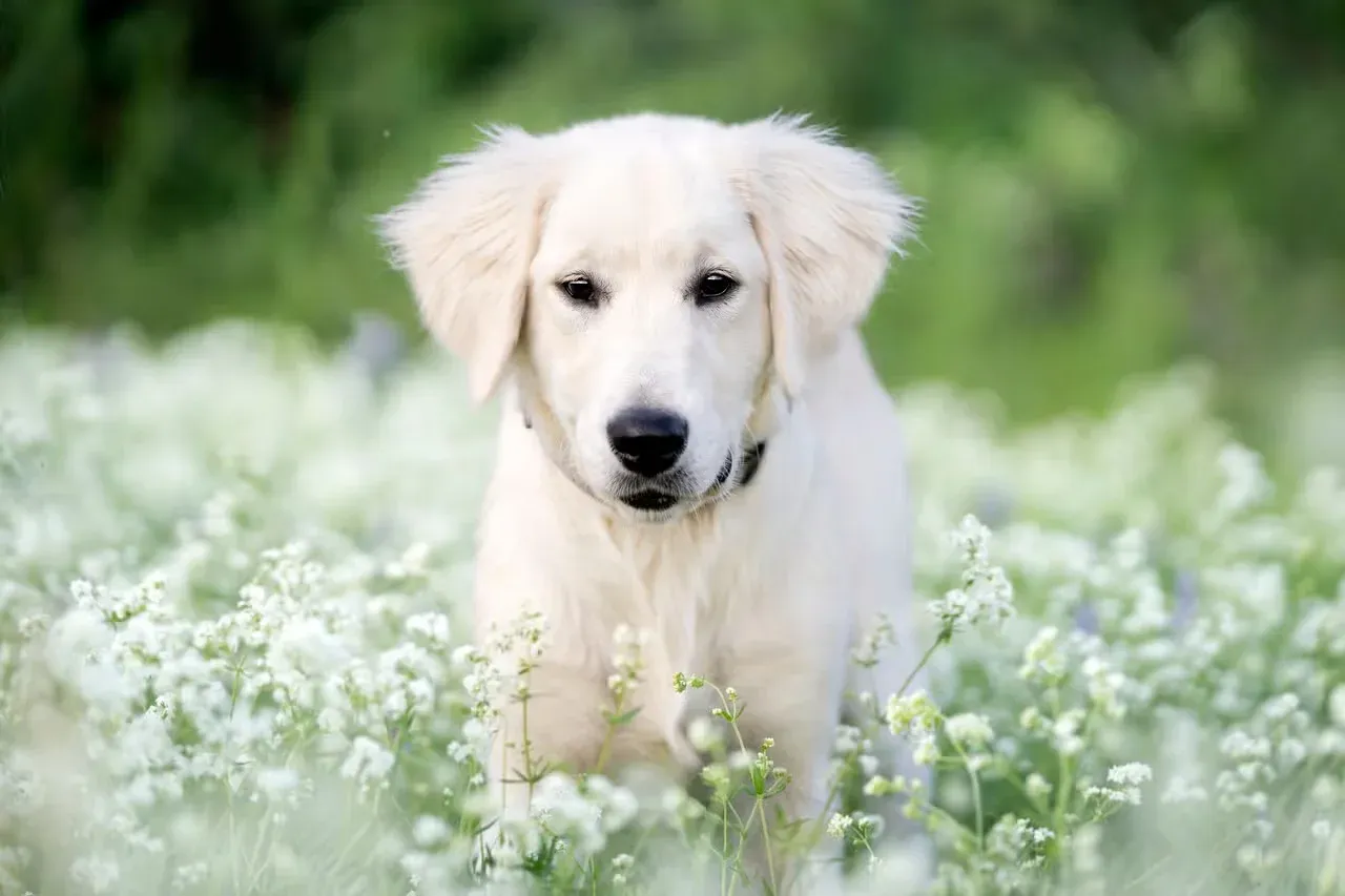 A white Golden Retriever sitting in a field of flowers.