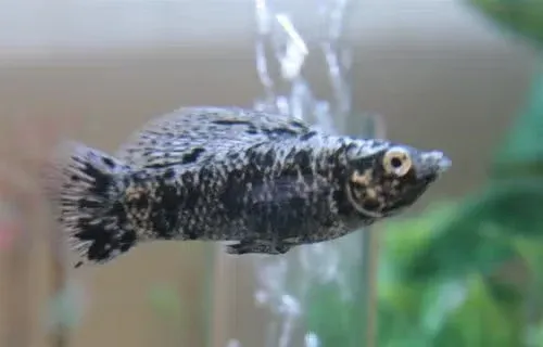 Black fish in tank