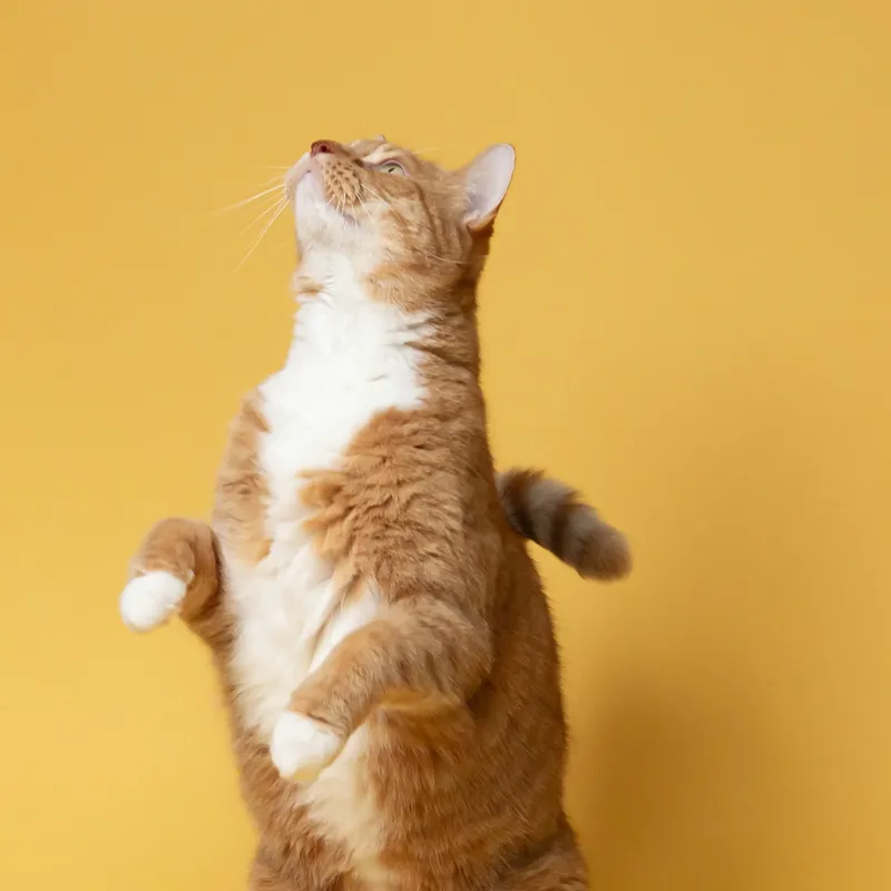 Cat Obedience Training: Techniques, Advice, and Behavioral Insights