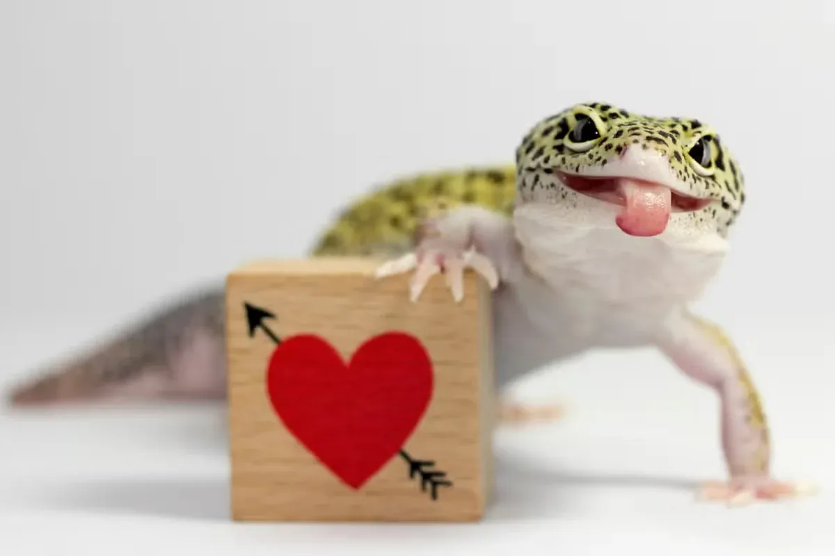 A leopard gecko posing with a heart.