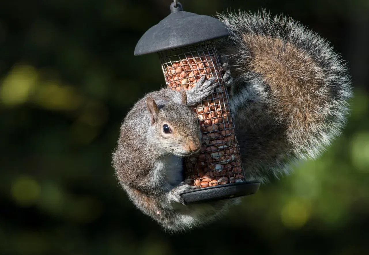 A greedy squirrel hanging on a bird feeder.