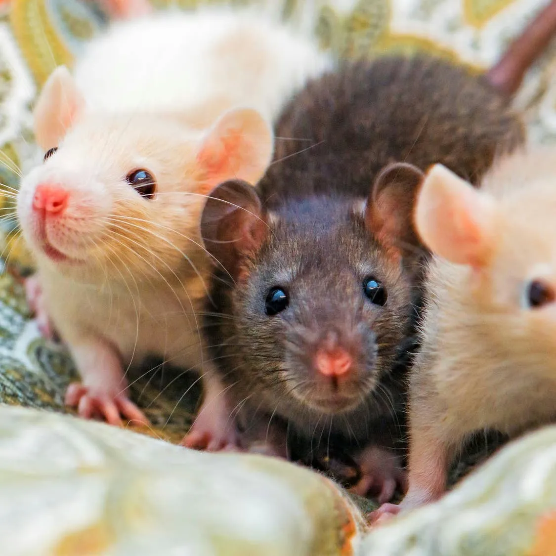 Recurring Respiratory Illness in Pet Rats: Causes and Prevention