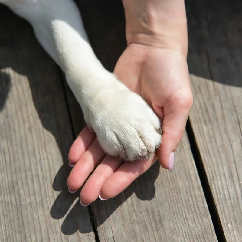 Rabies Risk After Contact With a Dog That Died: What to Consider