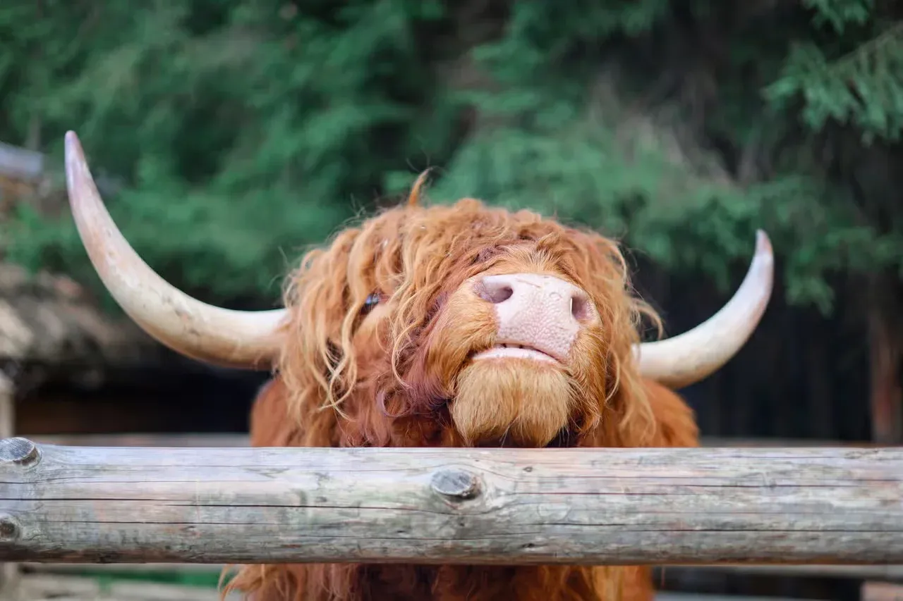 A Highland cow making a silly face.