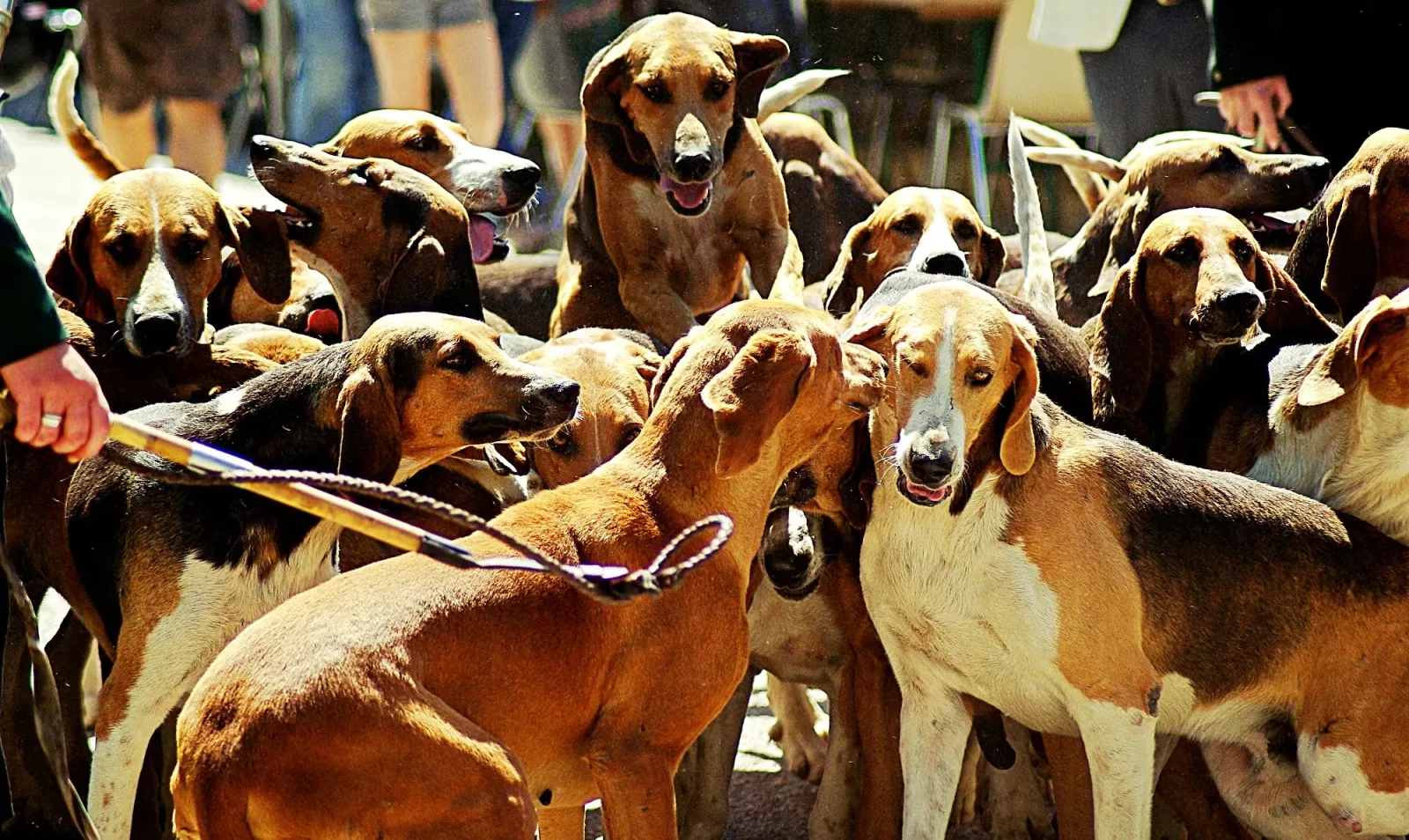 Pack of Hounds