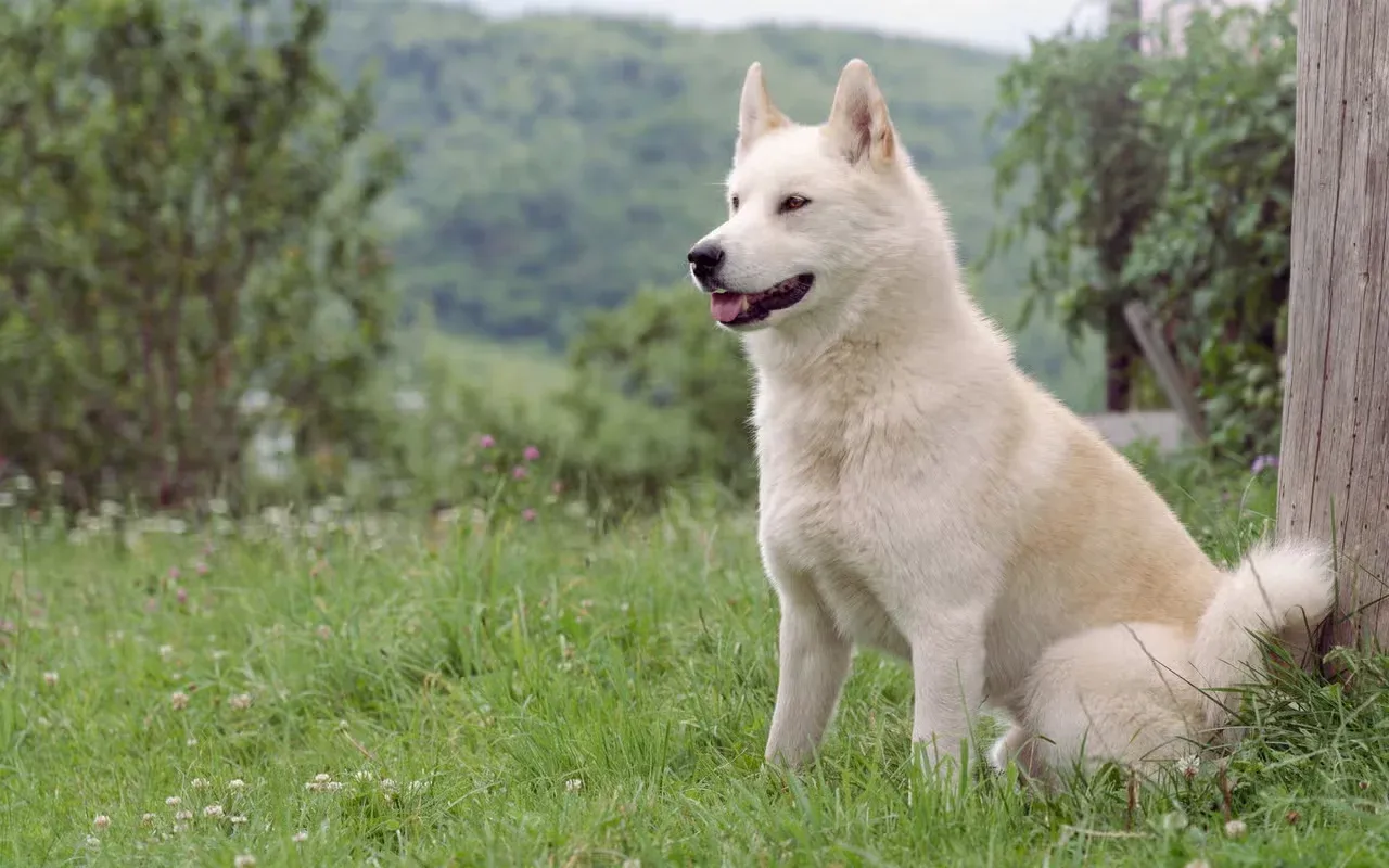 A Siberian Laika sitting outside that looks like a white German Shepherd.