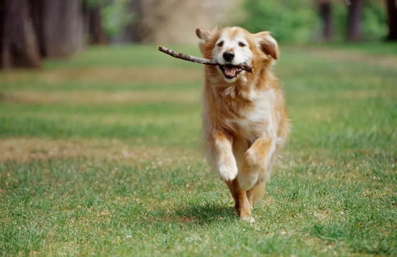 A happy Golden Retriever running with a stick.