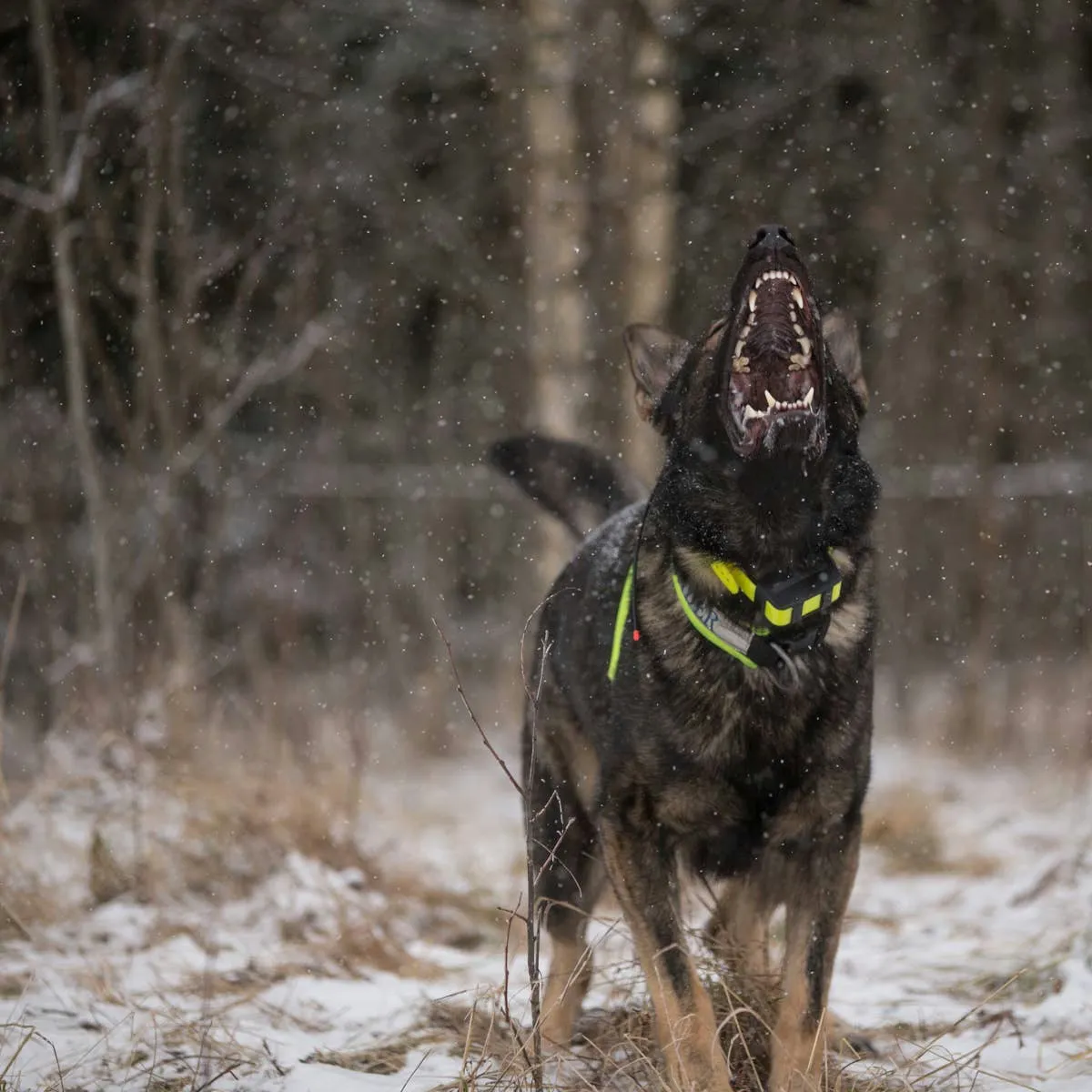 Managing and Training a Dog with Aggression: Key Steps