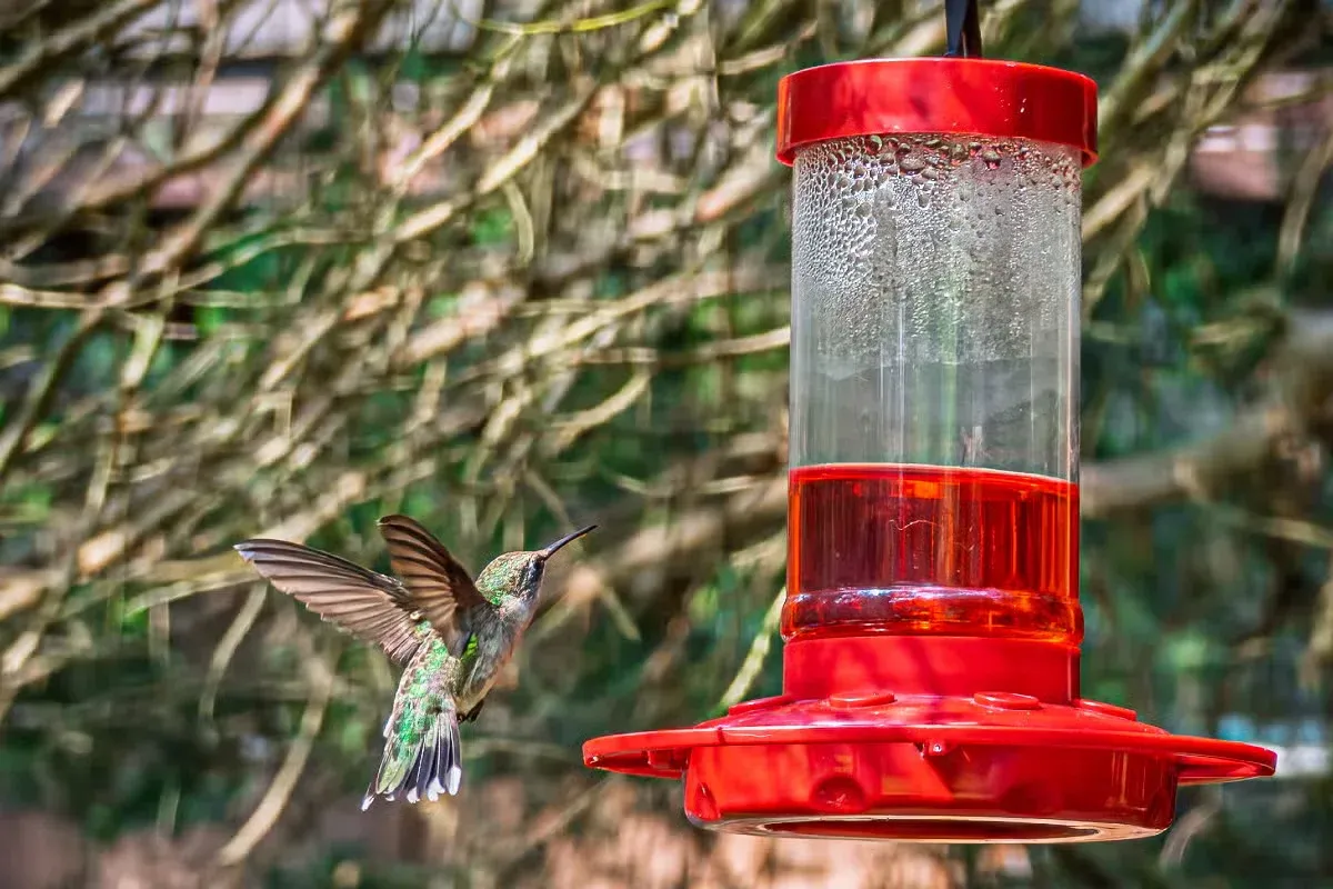 Your feeder may stay busy even as the seasons begin to change.