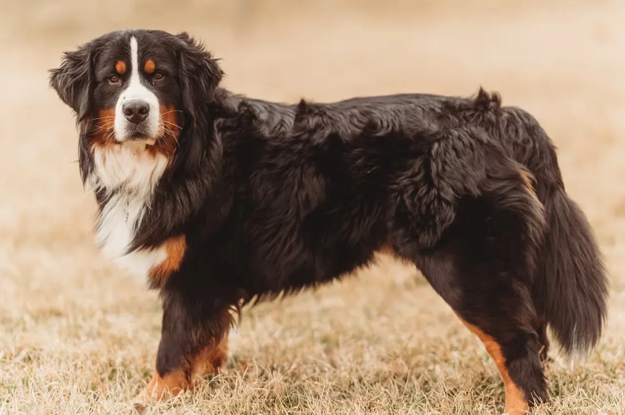 A Bernese Mountain Dog walking outside.