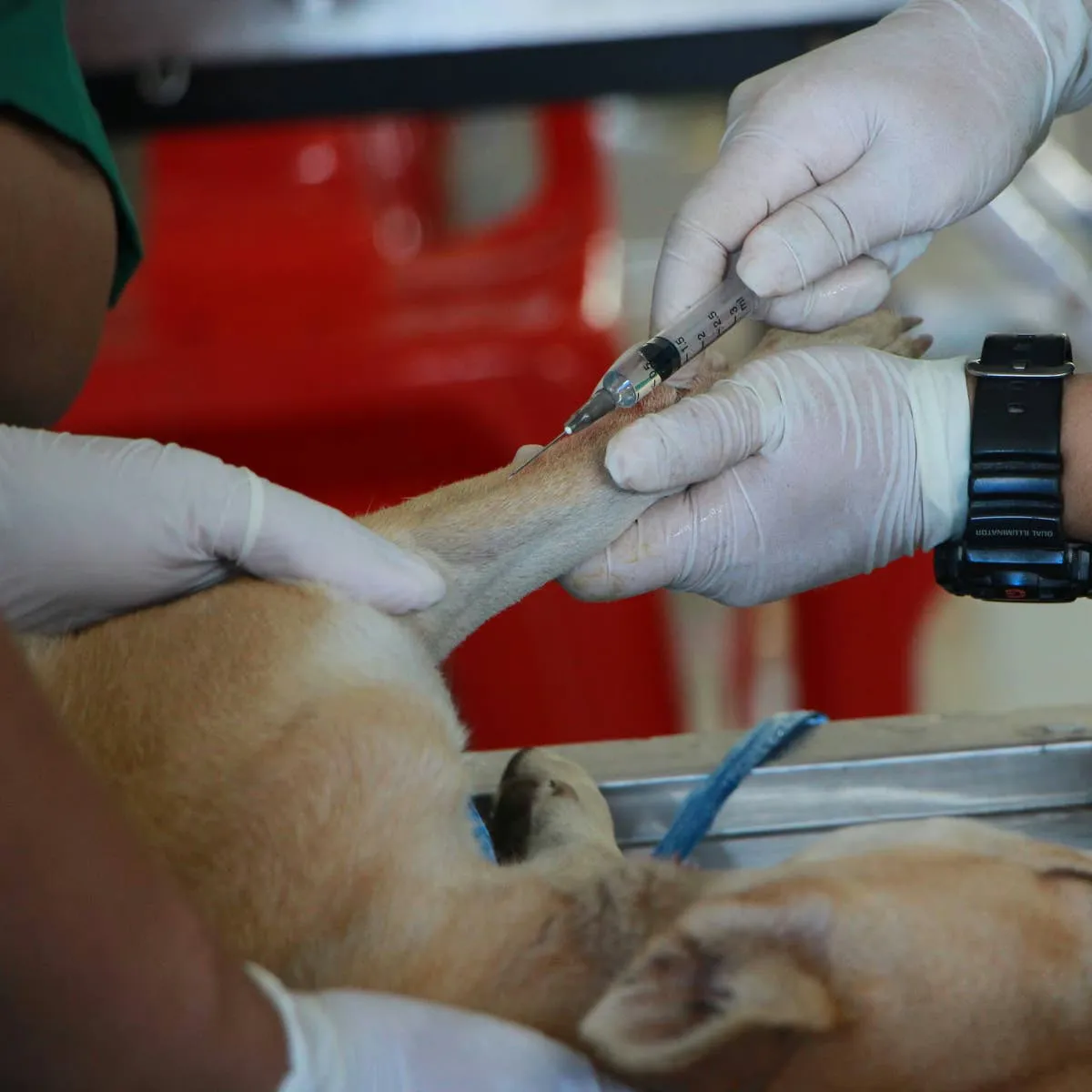 Dog Vaccination: Which Shots Are Essential and How Often Should They Be Given?