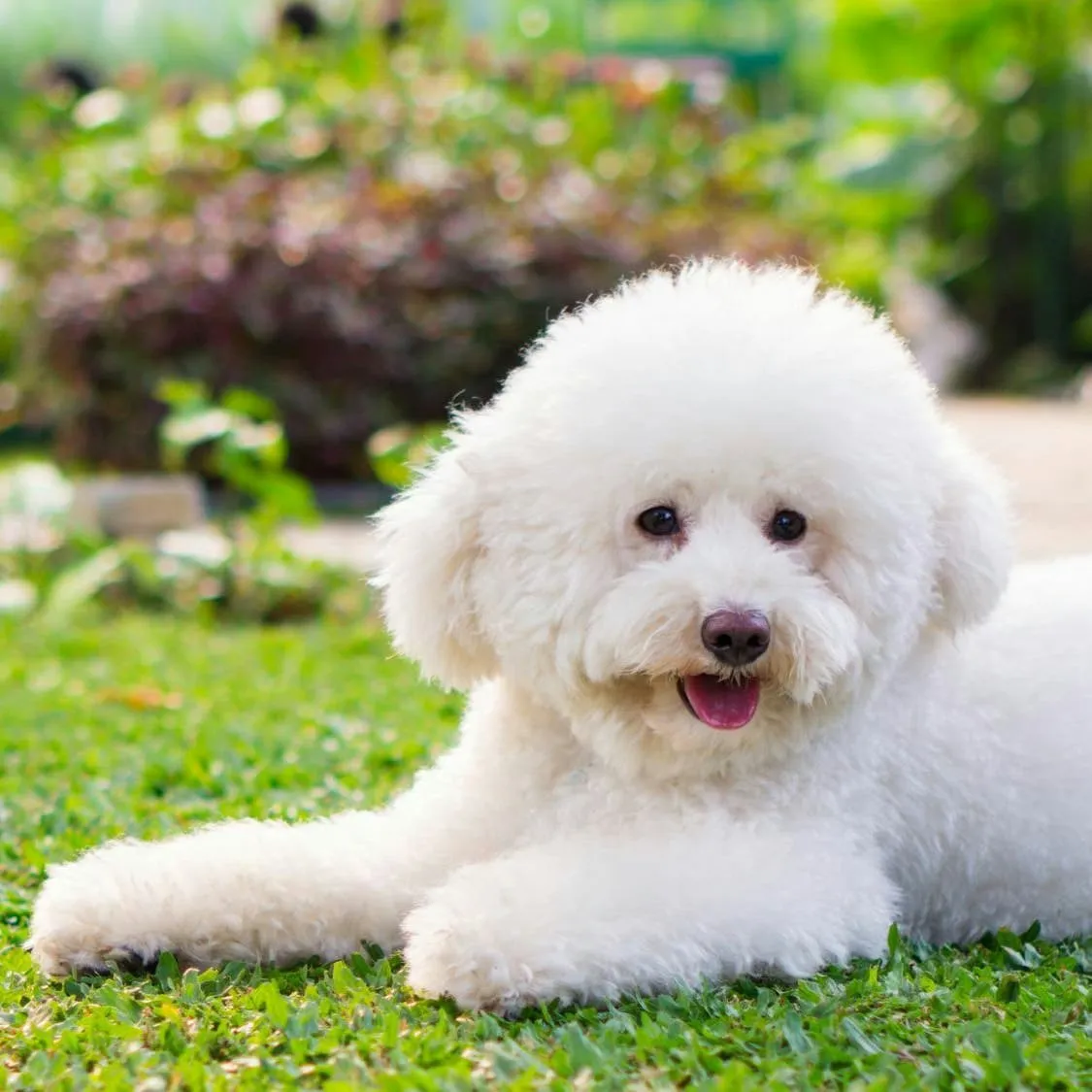 The Toy Poodle: A Tiny Dynamo with a Remarkable Mind