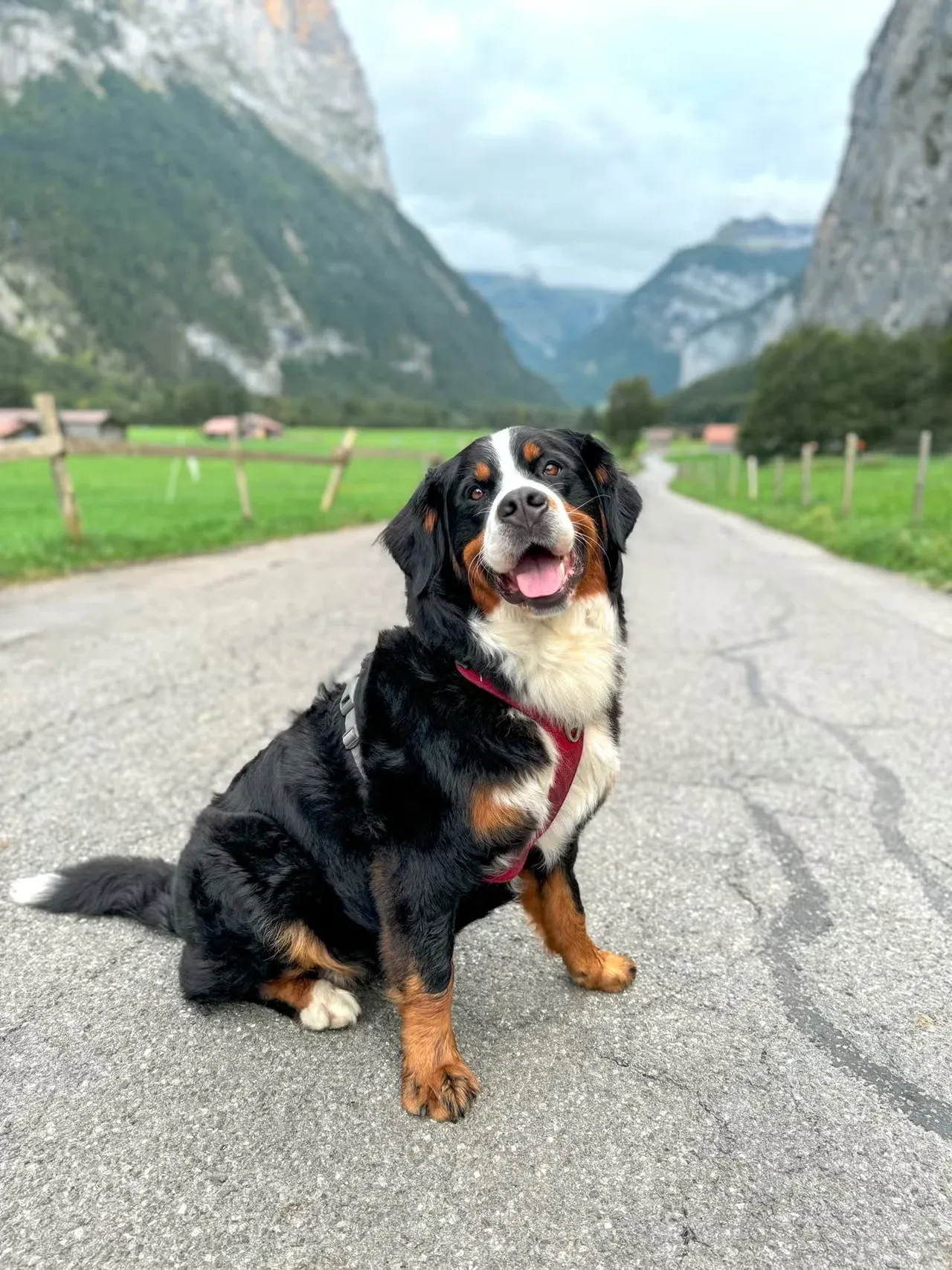 A Bernese Mountan Dog in Switzerland.