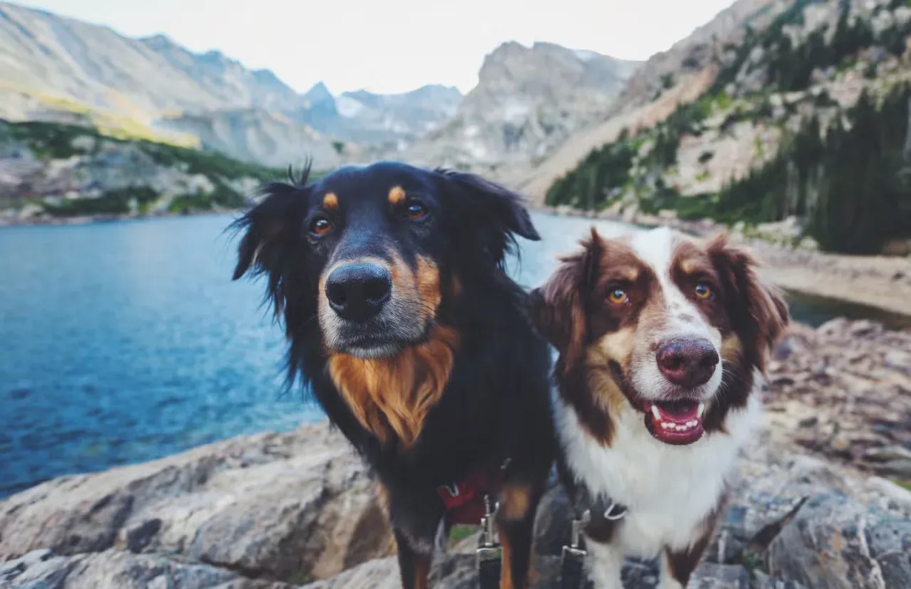 Two dogs at a lake with Native American names.