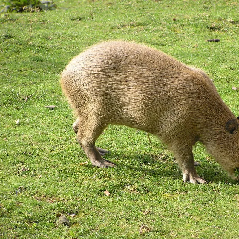 Capybara Chronicles: Unpacking the World’s Biggest Rodent