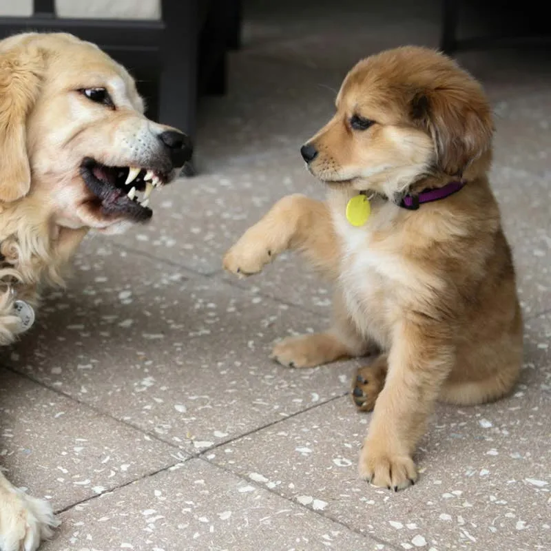 Golden Retriever Loses It Over a Sad Little Scoop of Kibble