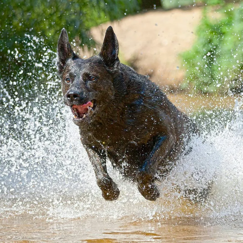 Vets Recommend 10 German Shepherd Look-Alikes for Active Families