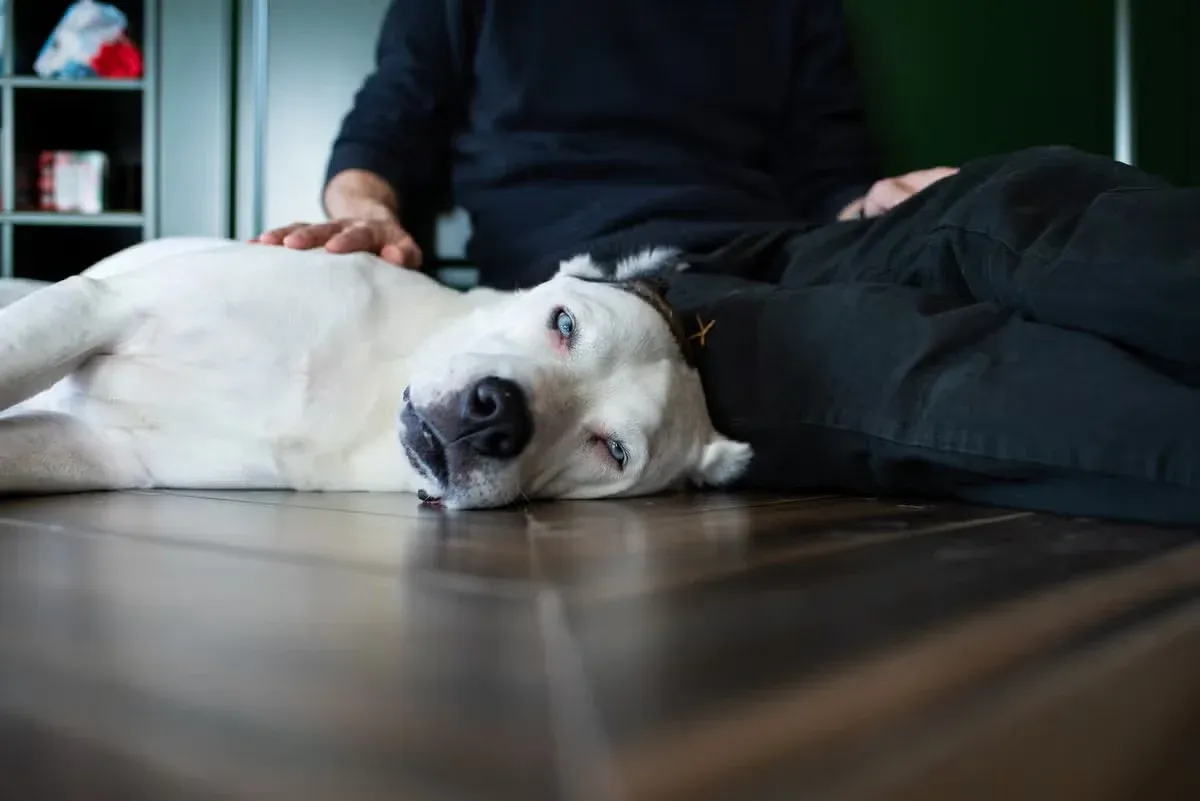 A dog spending quiet time with its owner at home.