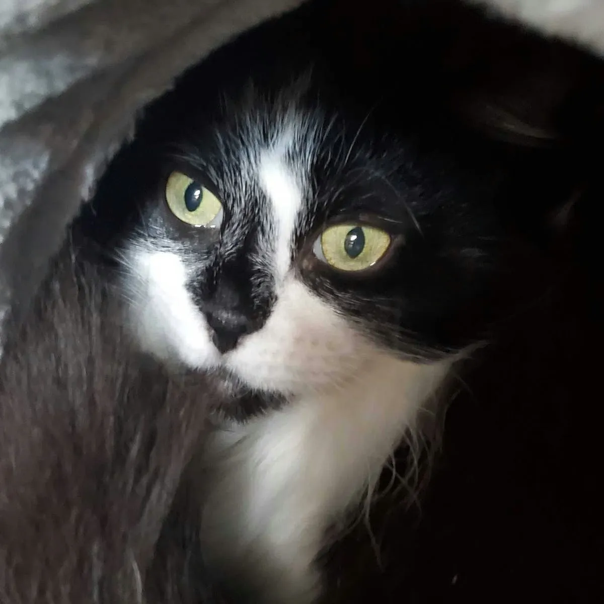 Playing Fetch with Your Feline: A Simple 6-Step Training Method