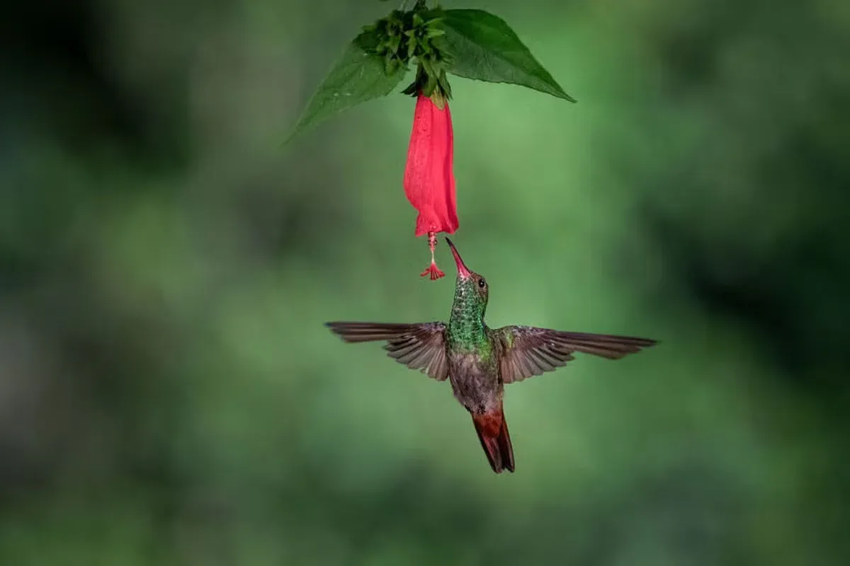 Hummingbirds stand out from other birds.