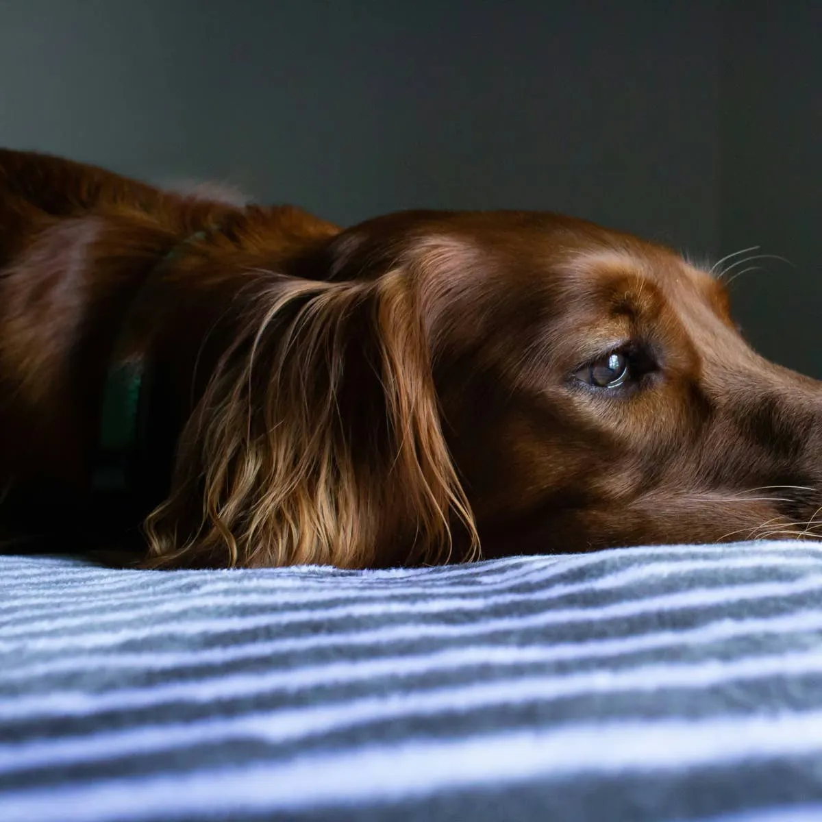 Understanding Canine Pancreatitis: Symptoms, Care, and Long-Term Management