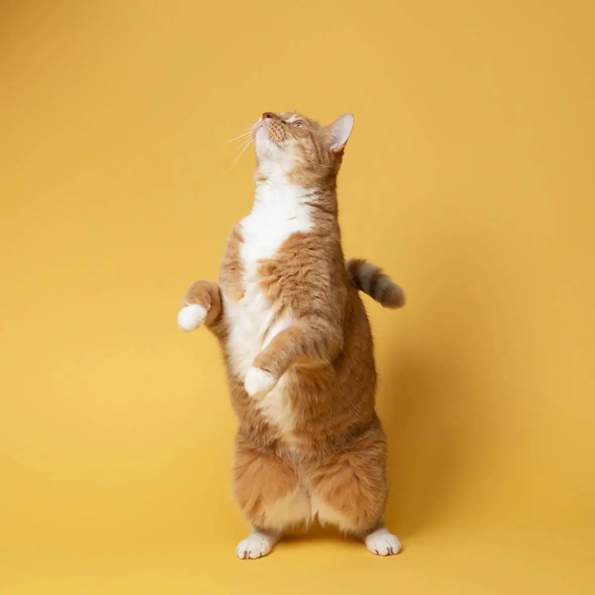 Using Ivermectin as a Heartworm Preventive in Felines: Ashley's Question Answered