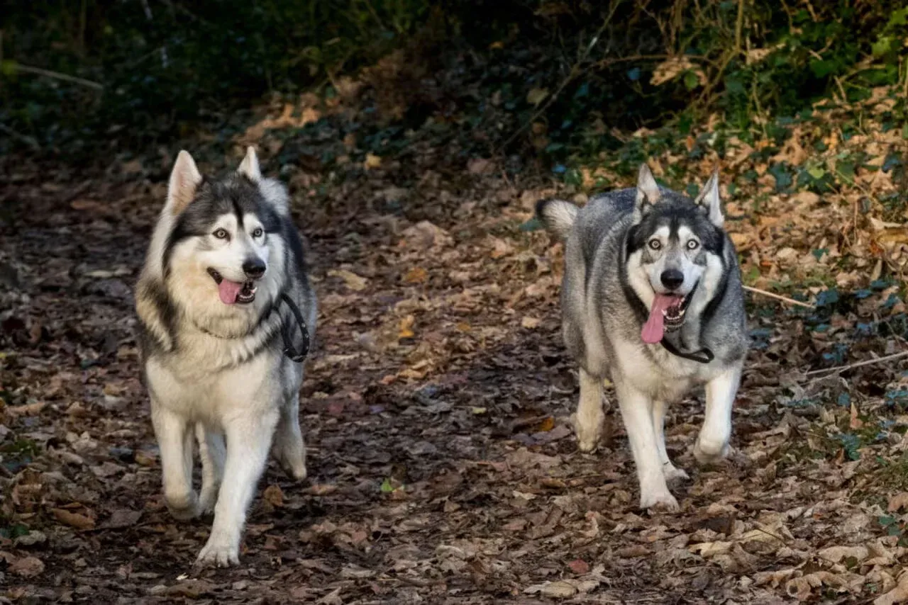 A pair of Northern Inuit Dogs.