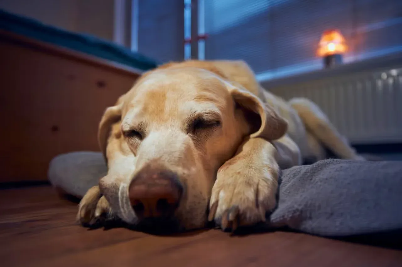 Dog sleeping on a futon