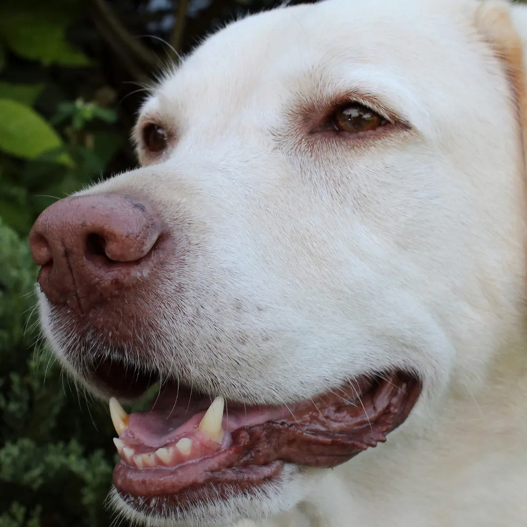 English Labrador Therapy Dog Calms Nervous Dental Patient in Heartwarming Clip