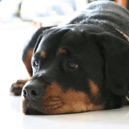Rottweiler as a Family Guardian: An In-Depth Look
